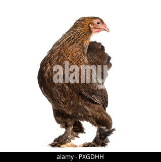 Brahma Huhn, stehend vor weißem Hintergrund Stockfoto