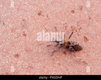 Insekt-schädling, Western Nadelbaum Same bug, Leptoglossus occidentalis, manchmal abgekürzt als WCSB. Stockfoto
