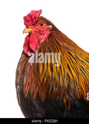 Brahma Hahn vor weißem Hintergrund Stockfoto