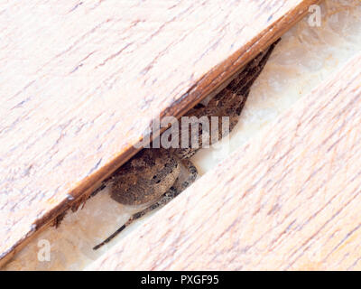 Zoropsis spinimana, Falsche wolf spider, Verstecken. PS Es beißt Stockfoto