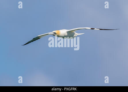 Nahaufnahme, Vorderansicht der britischen Nordgansschweine (Morus bassanus) im Flug, Flügel ausgebreitet, hoch in blauem Himmel über der Küste von Pembrokeshire. Stockfoto