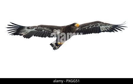 Kinder Steller Seeadler im Flug. Wissenschaftlicher Name: Haliaeetus pelagicus. Auf weiß isoliert. Weißer Hintergrund. Stockfoto