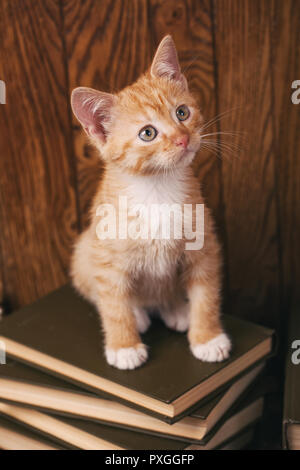 Katze sitzt auf Holz Bücherregal. Bildung concepte Stockfoto