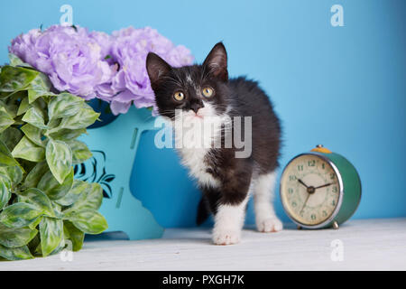 Die Katze posiert für die Fotografen auf einem weißen Tisch auf einem blauen Hintergrund Stockfoto