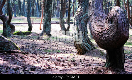 Tanzen Wald, Kurische Nehrung, Region Kaliningrad Russland Stockfoto