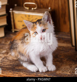 Die Katze auf dem Bücherregal. Wenig verspieltes Kätzchen. Stockfoto