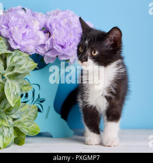 Die Katze steht neben der Blumen Stockfoto