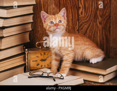 Kitty steht auf Bücher in der Nähe der Brille Stockfoto