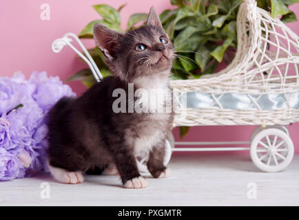 Eine graue Katze mit weißen Pfoten sitzt auf einem weißen Tisch Stockfoto