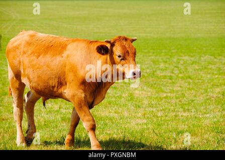 Aylesbury Landschaft von Wiltshire neben Stonehenge Stockfoto