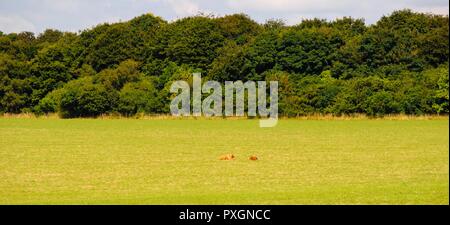 Aylesbury Landschaft von Wiltshire neben Stonehenge Stockfoto