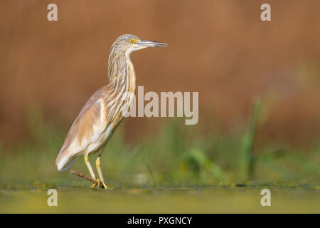 Squacco Heron (Ardeola ralloides), Unreife, stehend auf einem schwimmenden Zuckerrohr in einem Sumpf Stockfoto