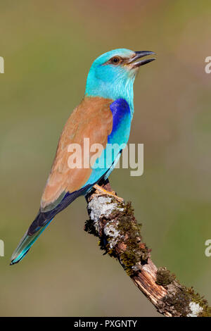 Europäische Rolle (Coracias garrulus), Seitenansicht eines Erwachsenen thront auf einem Zweig Stockfoto