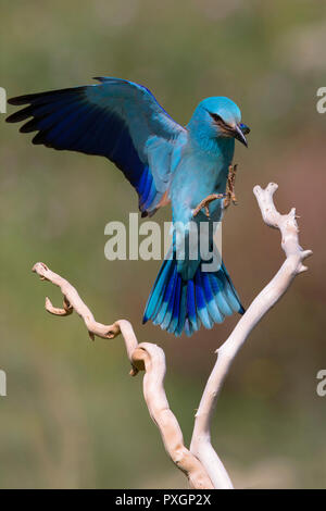 Europäische Rolle (Coracias garrulus), nach der Landung auf einem Zweig Stockfoto