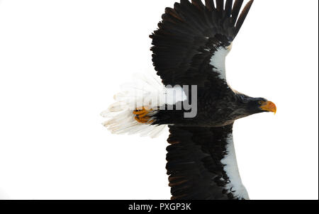 Die Erwachsenen Steller Seeadler im Flug. Auf weissem Hintergrund. Wissenschaftlicher Name: Haliaeetus pelagicus. Natürlicher Lebensraum. Winter Saison. Stockfoto