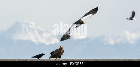 Die Erwachsenen Steller Seeadler, White tailed Sea Eagle und Raven. Winter Berg Hintergrund. Natürlicher Lebensraum. Winter Saison. Stockfoto