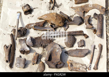 Archäologische Funde aus dem Boden gewonnen gelegt, um zu trocknen. Knochen und Zähnen von verschiedenen mittelalterlichen Tiere auf den Lebensraum der Menschen in Sibirien gefunden Stockfoto