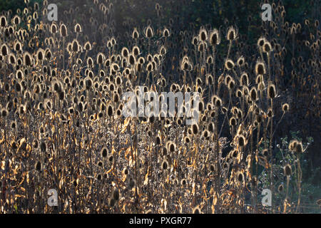 Beleuchtete Karde pflanzen Dipsacus in der herbstlichen Sonnenlicht in England Stockfoto