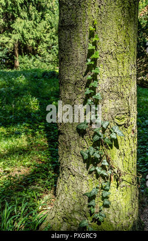Eine grüne Efeu klettern auf einen Baum in einem Wald Stockfoto