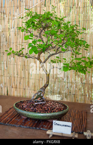 Spring Garden Festival in North Florida - sparkleberry Bonsai Baum zum Verkauf. Stockfoto