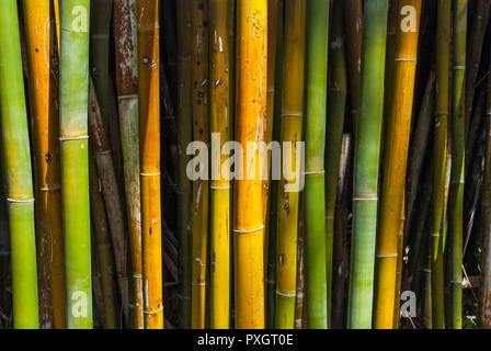 Spring Garden Festival in North Florida - Riesen Holz Bambus wächst in einem öffentlichen Garten. Stockfoto