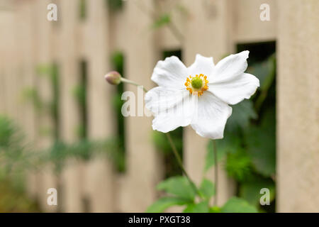 Weiß japanische Anemonen wachsen durch einen Gartenzaun in Wales. Stockfoto