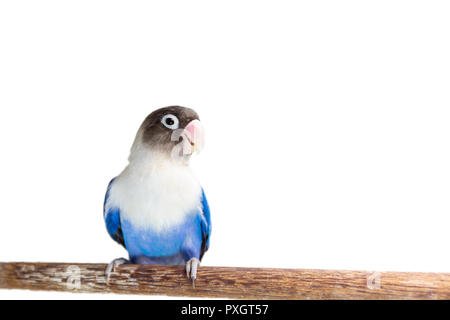 Blau maskierte Lovebird sitzen auf der Stange auf weißem Hintergrund Stockfoto