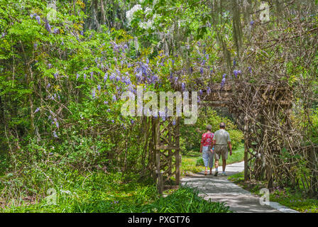 Spring Garden Festival im Norden von Florida. Wisteria Rebe in vollen Frühling blühende Modus. Stockfoto