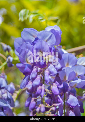 Spring Garden Festival im Norden von Florida. Wisteria Rebe in vollen Frühling blühende Modus. Stockfoto