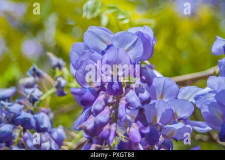 Spring Garden Festival im Norden von Florida. Wisteria Rebe in vollen Frühling blühende Modus. Stockfoto