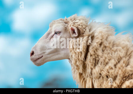 Allein Schafe in einer Farm mit schönen Himmel Hintergrund. Stockfoto