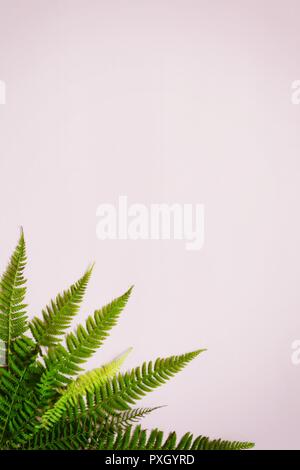 Farnblätter auf einem farbigen Hintergrund, leeren Raum für einen Text, Flach, Ansicht von oben, stilisierte Foto Stockfoto