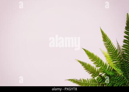 Farnblätter auf einem farbigen Hintergrund, leeren Raum für einen Text, Flach, Ansicht von oben, stilisierte Foto Stockfoto