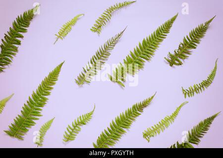 Farnblätter auf einem farbigen Hintergrund, leeren Raum für einen Text, Flach, Ansicht von oben, stilisierte Foto Stockfoto