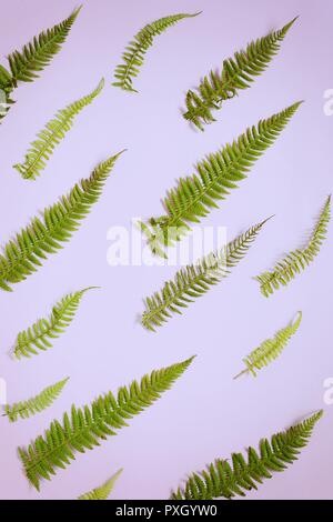 Farnblätter auf einem farbigen Hintergrund, leeren Raum für einen Text, Flach, Ansicht von oben, stilisierte Foto Stockfoto