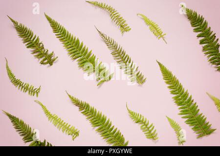 Farnblätter auf einem farbigen Hintergrund, leeren Raum für einen Text, Flach, Ansicht von oben, stilisierte Foto Stockfoto