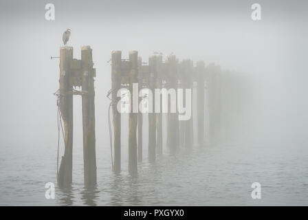 Nebel, Pfähle und Reiher. Great Blue Heron thront auf einem Rammen im Nebel. Stockfoto