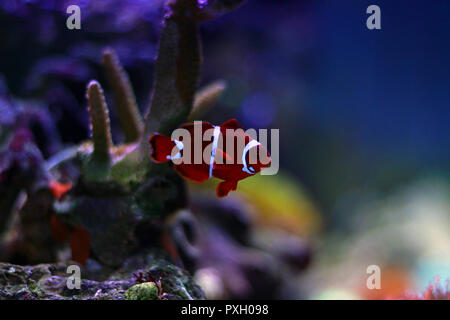 Red Maroon clownfish in isolierten Szene Moment im Meerwasser riff Aquarium Tank Stockfoto