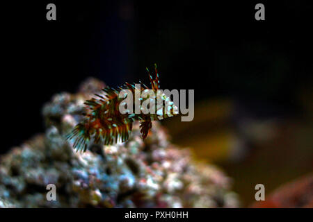 Dragon Wrasse (Novaculichthys taeniourus) Stockfoto