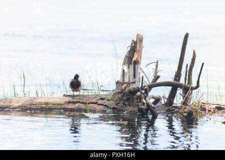 Eine Ente sitzt auf Log in Fluss Stockfoto