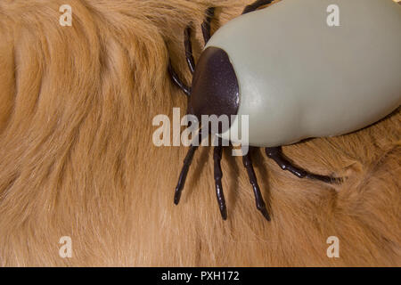 Große künstliche Enzephalitis Zecken auf der Pelz der Golden Retriever Hund Stockfoto