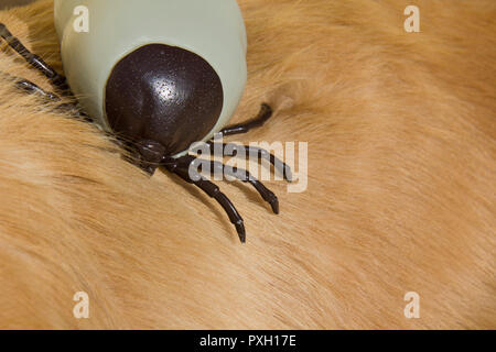 Große künstliche Enzephalitis Zecken auf der Pelz der Golden Retriever Hund Stockfoto