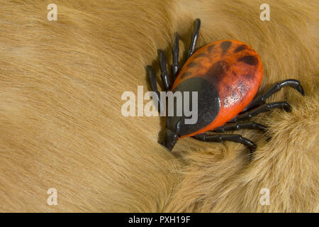 Große künstliche Enzephalitis Zecken auf der Pelz der Golden Retriever Hund Stockfoto