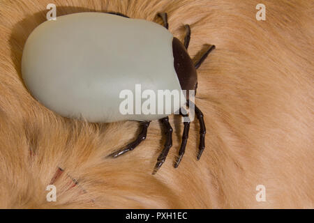 Große künstliche Enzephalitis Zecken auf der Pelz der Golden Retriever Hund Stockfoto