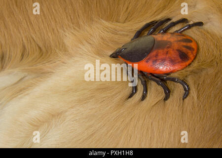 Große künstliche Enzephalitis Zecken auf der Pelz der Golden Retriever Hund Stockfoto