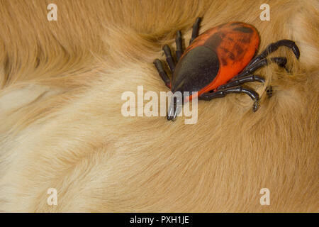 Große künstliche Enzephalitis Zecken auf der Pelz der Golden Retriever Hund Stockfoto