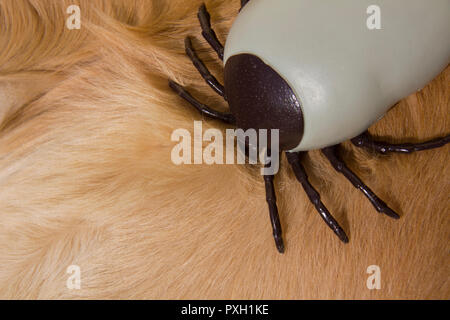 Große künstliche Enzephalitis Zecken auf der Pelz der Golden Retriever Hund Stockfoto