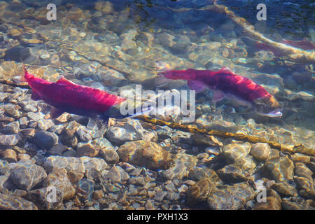 Adams River, Laich sockeye Lachse. Sockeye Lachse sammeln auf der Laich Betten in der Adams River, British Columbia, Kanada. Stockfoto