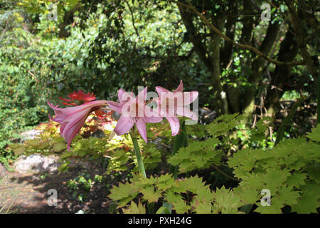 Rosa Amaryllis Belladonna - Amaryllis - Wachsende außerhalb Irlands in den Gärten im Garnish Island County Cork Irland im frühen Herbst. Stockfoto