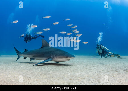 Bull Shark (Carcharhinus leucas) bei Cabo Pulmo Nationalpark, Baja California Sur, Mexiko Stockfoto